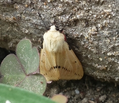 Spilosoma lutea