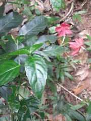 Ruellia coccinea