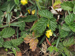 Potentilla discolor