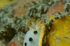 Chromodoris orientalis
