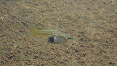 Xiphophorus variatus