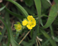 Potentilla discolor