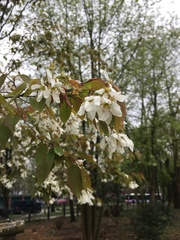 Amelanchier