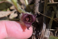 Asarum canadense reflexum