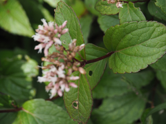 Eupatorium kiirunense