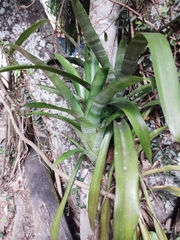 Aechmea fasciata