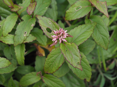 Eupatorium kiirunense