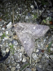 Hypersypnoides submarginata