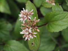 Eupatorium kiirunense