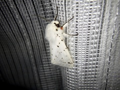 Spilosoma punctaria