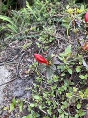 Rhododendron nakaharai