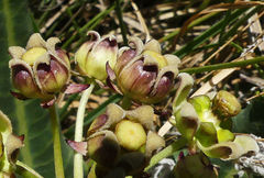 Xysmalobium stockenstromense