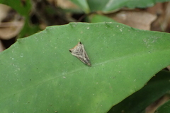 Dactylioglypha tonica