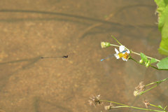 Prodasineura autumnalis