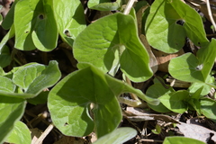 Asarum canadense reflexum