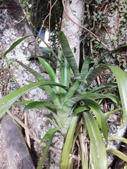 Aechmea fasciata