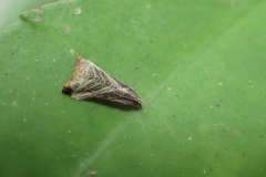 Dactylioglypha tonica