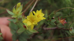 Gnidia styphelioides
