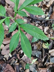 Amorphophallus