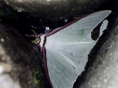 Actias aliena