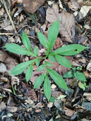 Amorphophallus