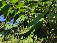 Trema micrantha