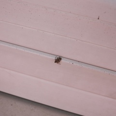 Ptinomorphus imperialis
