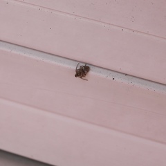 Ptinomorphus imperialis