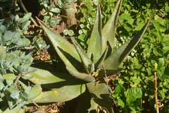 Aloe petricola