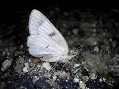 Dindica virescens