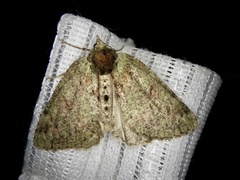 Dindica virescens