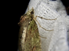 Dindica virescens