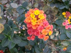 Lantana camara