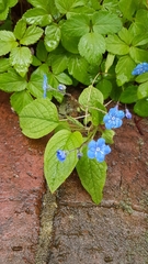 Omphalodes