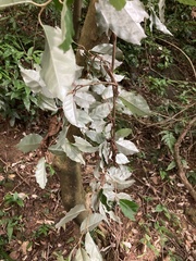 Elaeagnus thunbergii