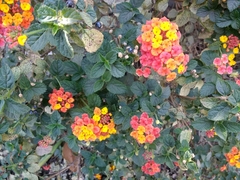 Lantana camara