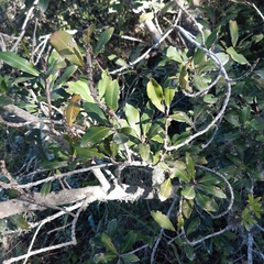 Brachylaena discolor