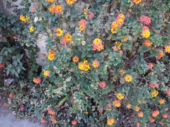 Lantana camara