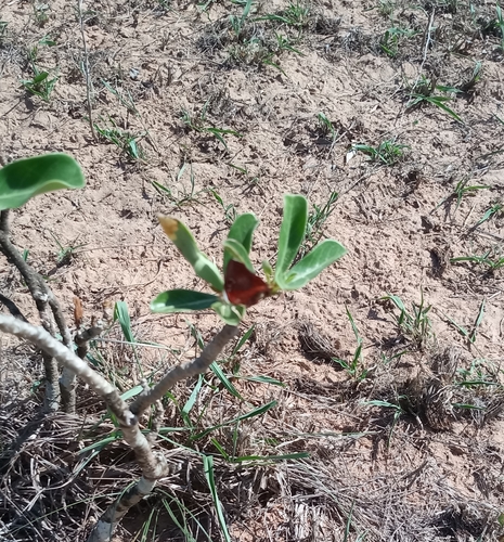 Adenium obesum image