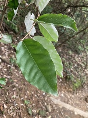 Elaeagnus thunbergii