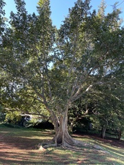 Ficus sycomorus