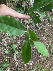 Elaeagnus thunbergii