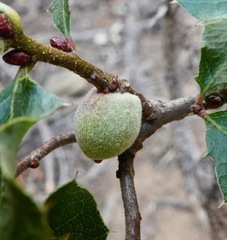 Disholcaspis simulata