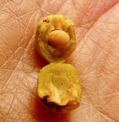 Disholcaspis simulata