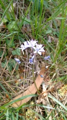 Scilla monophyllos