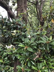 Magnolia grandiflora