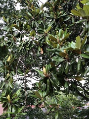 Magnolia grandiflora
