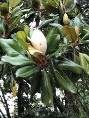 Magnolia grandiflora