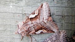 Stretchia plusiaeformis