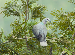 Patagioenas caribaea